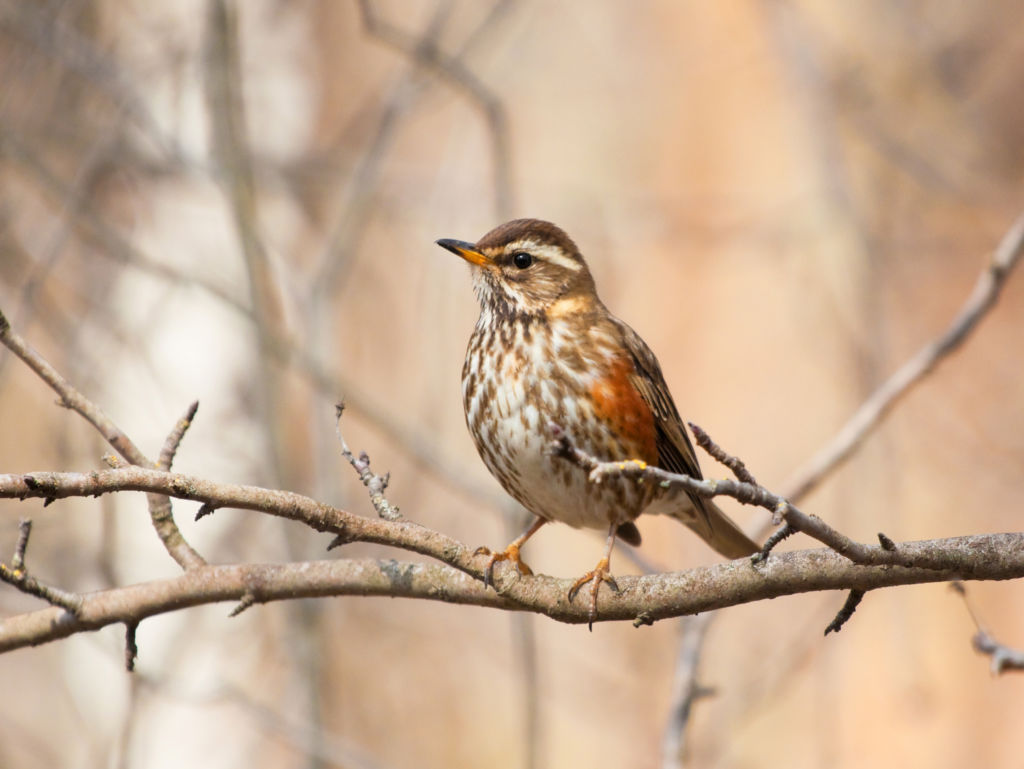 Redwing Turdus Iliacus AE James redwing-turdus-iliacus-ae-james