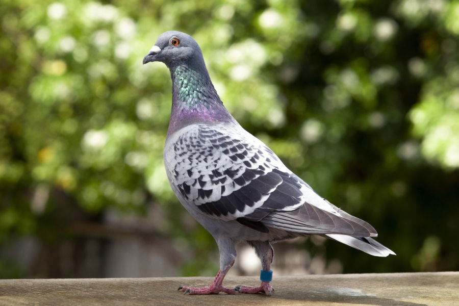 Pigeon Care – Ae James